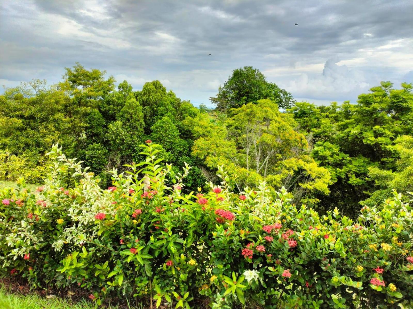 Hotel Arboreo Doradal Esterno foto